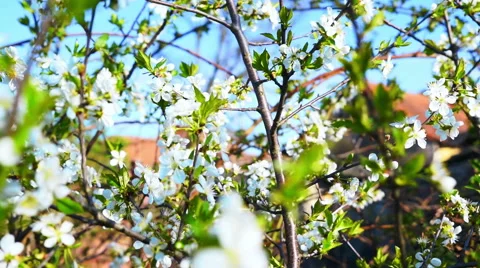 Fruit Tree Flowers - Close Up Stock Footage 49286459
