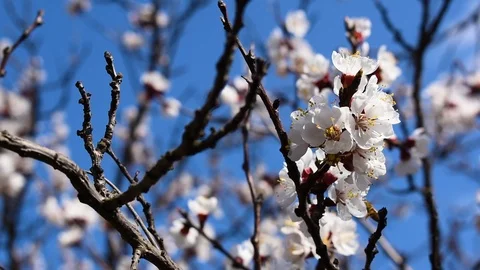 Fruit tree flowers with flying bees. Stock Footage 105520280
