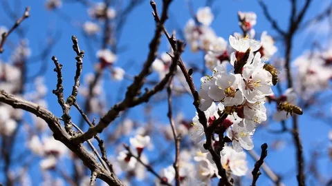 Fruit tree flowers with flying bees, slow motion. Stock Footage 128414062