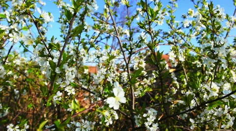 Fruit Tree Flowers Stock Footage 49286300