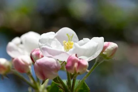Fruit tree flowers Stock Photos