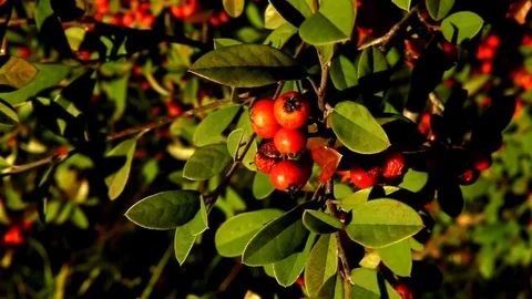 Fruit Tree Stockbeeldmateriaal 113378783