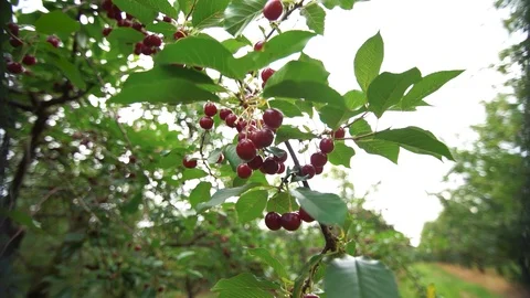 Fruit Tree Stock Footage 121978721
