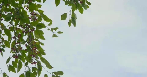 Fruit Tree Stock Footage 218043457