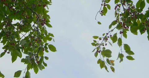 Fruit Tree Stock Footage 218043491