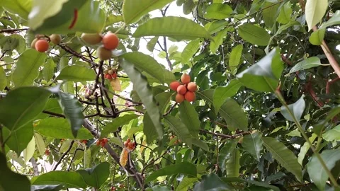 Fruit tree Vídeos de archivo 220404427