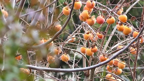 Fruit Tree Stock Footage 279203107