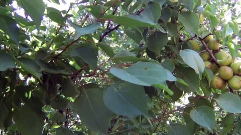 Fruit tree with fruits of apricots Stock Footage 78054341