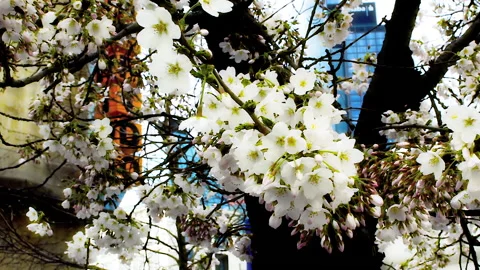 Fruit tree in full spring blossom on the streets. Video stock 152951966