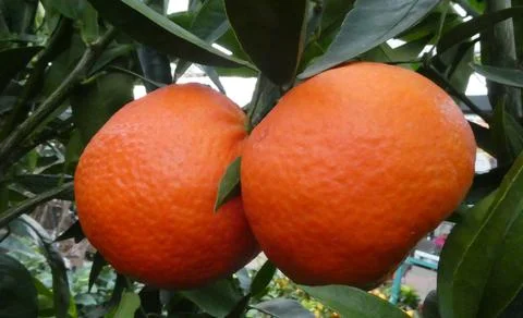 Fruit tree for a garden Stock Photos