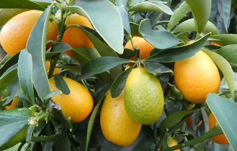 Fruit tree for a garden Stock Photos
