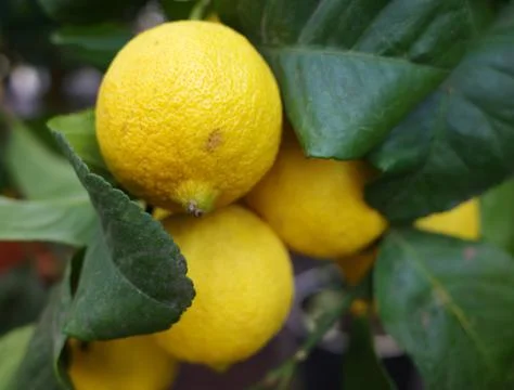 Fruit tree for a garden Stock Photos