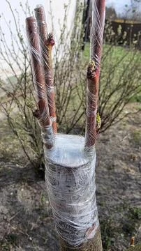 Fruit tree graft wrapped with plastic film in spring garden, close-up of orch Stock Photos