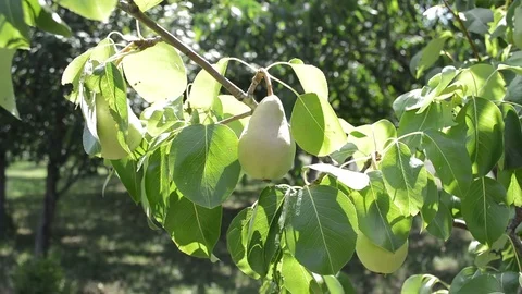 Fruit tree. Large pears hangs on the tree Видео 91392001