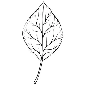 Fruit tree leaf 스톡 일러스트