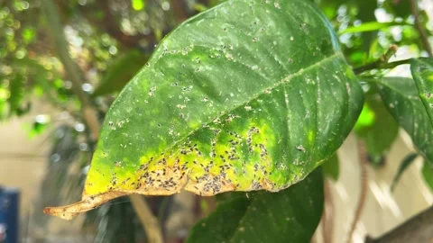 Fruit tree leaf infected by parasite or fungal mould Stock Footage 268740854