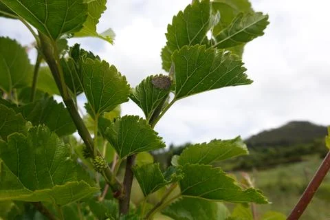 Fruit tree leaves infested with pest. mulberry leaf with eggs of green bug .. Stock Photos