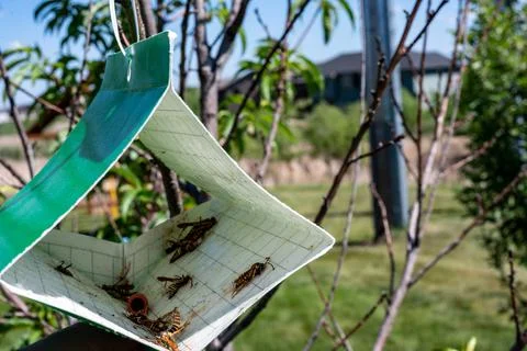 Fruit tree moth sticky trap with pheromone lure to monitor insect adult Stock Photos