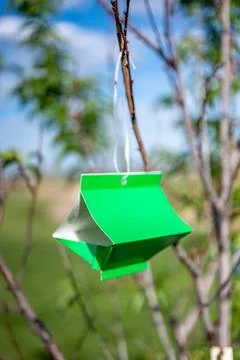 Fruit tree moth sticky trap with pheromone lure to monitor insect adult Stock Photos