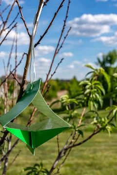Fruit tree moth sticky trap with pheromone lure to monitor insect adult Foto stock