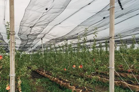 The fruit tree nursery is covered with a protective net Stock Photos