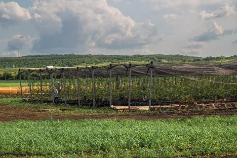 The fruit tree nursery is covered with a protective net Foto stock