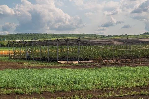 The fruit tree nursery is covered with a protective net Stock Photos