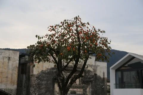 Fruit tree with orange fruit in front of mixed old and modern buildings 库存照片