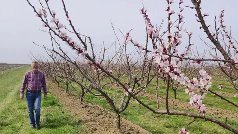 Fruit tree orchard in springtime Stock Footage 269057795