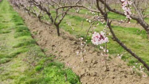 Fruit tree orchard in springtime Stock Footage 269057800