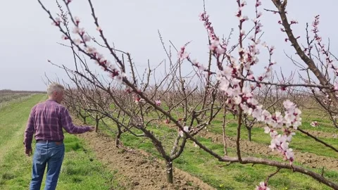 Fruit tree orchard in springtime Stock Footage 269057801