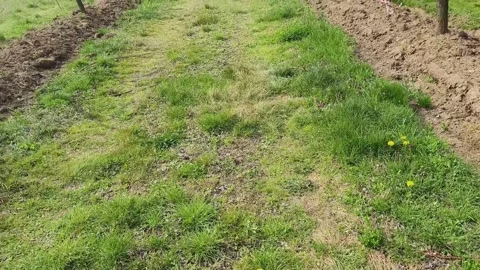 Fruit tree orchard in springtime Stock Footage 269057849