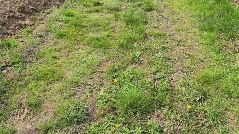 Fruit tree orchard in springtime Stock Footage 269057861