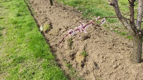 Fruit tree orchard in springtime Stock Footage 269057870