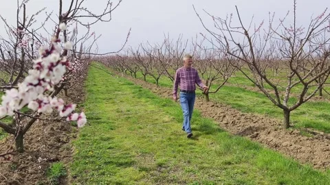 Fruit tree orchard in springtime Stock Footage 269057875