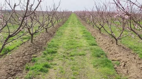 Fruit tree orchard in springtime Stock Footage 269057876