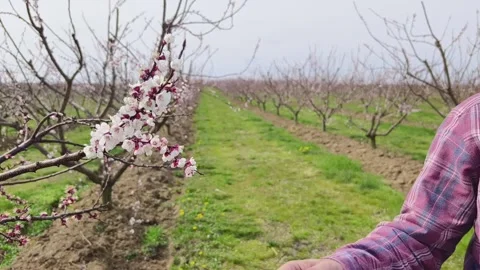 Fruit tree orchard in springtime Stock Footage 269057880