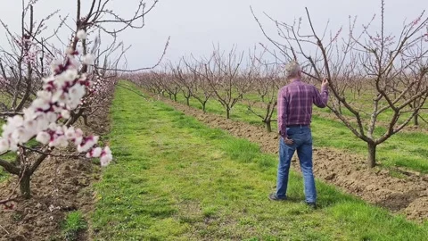 Fruit tree orchard in springtime Stock Footage 269057883