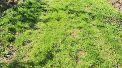 Fruit tree orchard in springtime Stock Footage 269977437