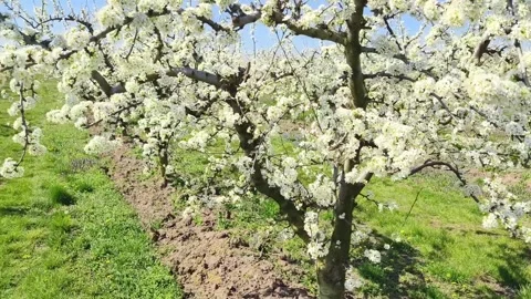 Fruit tree orchard in springtime Stock Footage 269977438