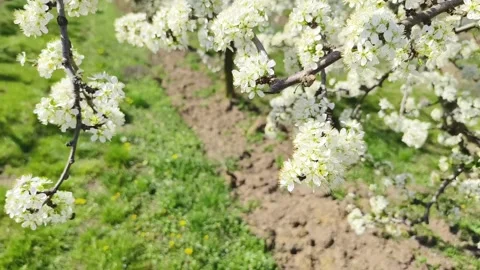 Fruit tree orchard in springtime Stock Footage 269977440