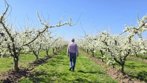 Fruit tree orchard in springtime Stock Footage 269977441