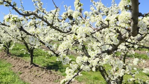 Fruit tree orchard in springtime Stock Footage 269977446