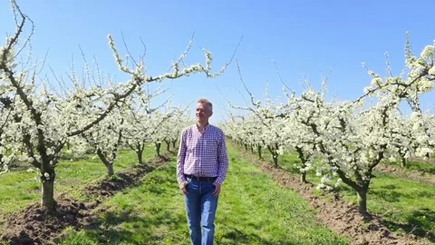 Fruit tree orchard in springtime Stock Footage 269977448