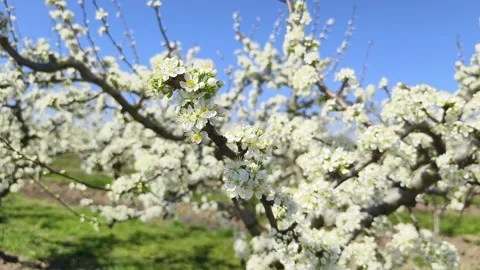 Fruit tree orchard in springtime Stock Footage 269977468