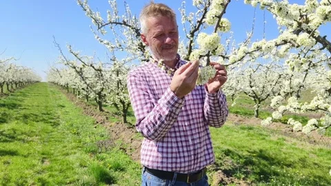 Fruit tree orchard in springtime Stock Footage 269977474
