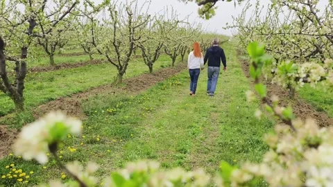 Fruit tree orchard in springtime Stock Footage 270564251