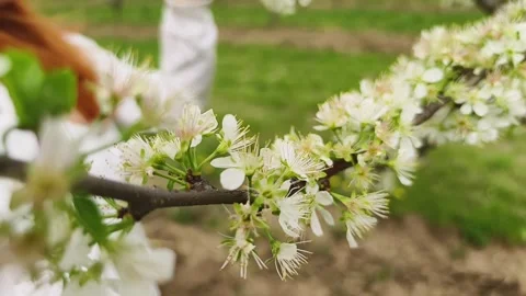 Fruit tree orchard in springtime Stock Footage 270564254