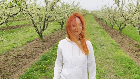 Fruit tree orchard in springtime Stock Footage 270564259