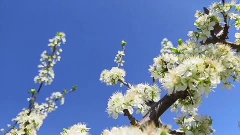 Fruit tree orchard in springtime Stock Footage 270564286